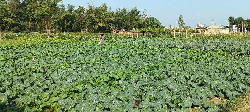 छ कठ्ठा जग्गामा गरिएकाे तरकारी खेतीबाट वार्षिक तीन लाख आम्दानी