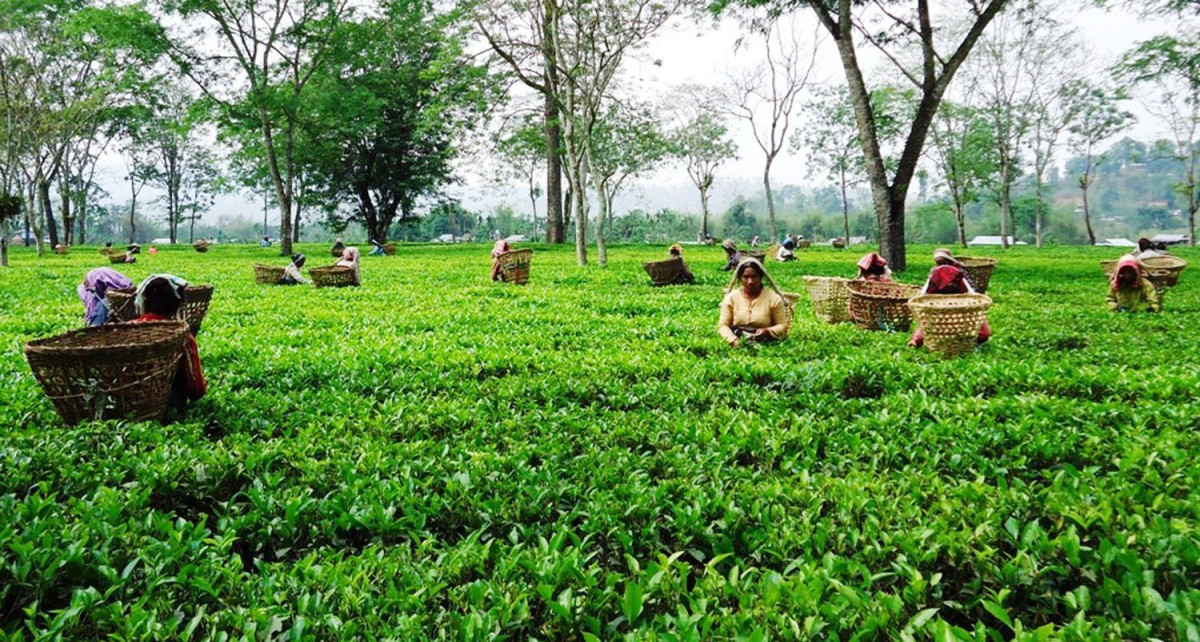चालु आर्थिक वर्षको चैतसम्म तीन अर्ब सन्ताउन्न करोडको चिया निर्यात