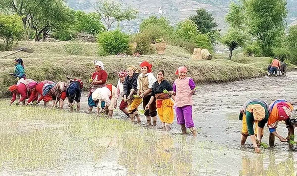जुम्लामा सुरु भयाे यस वर्षकाे मार्सी धान रोपाइँ