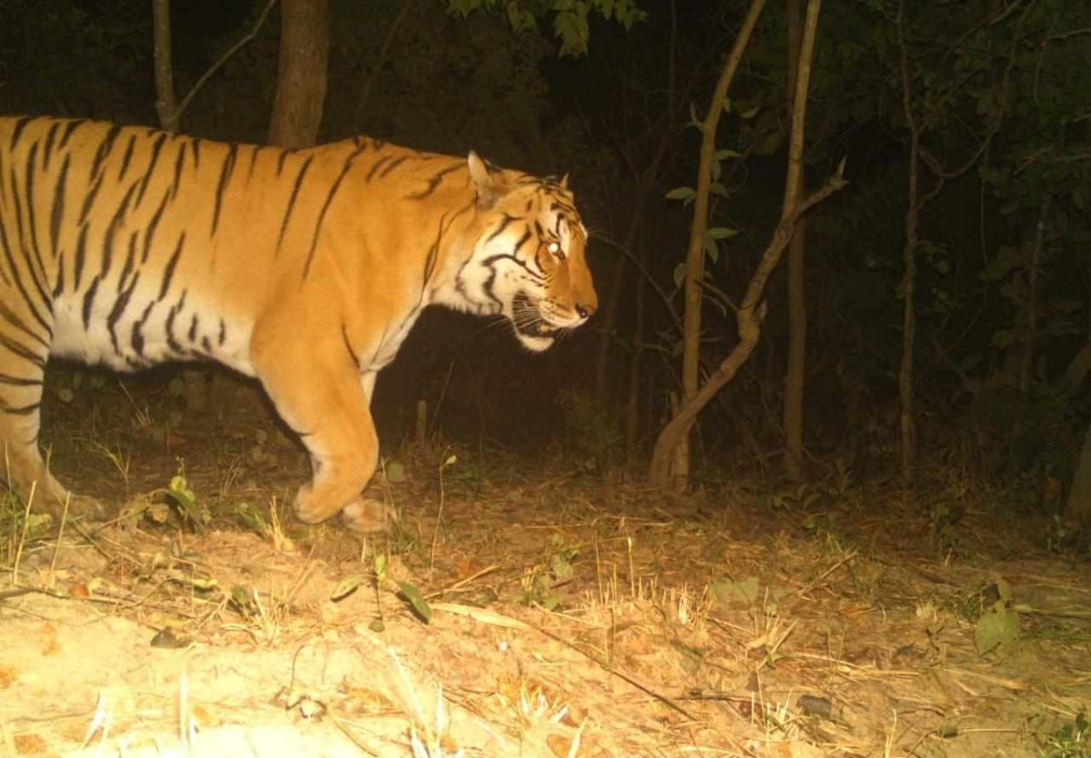 दाङका विभिन्न वन क्षेत्रमा सात वटा वयस्क बाघ फेला