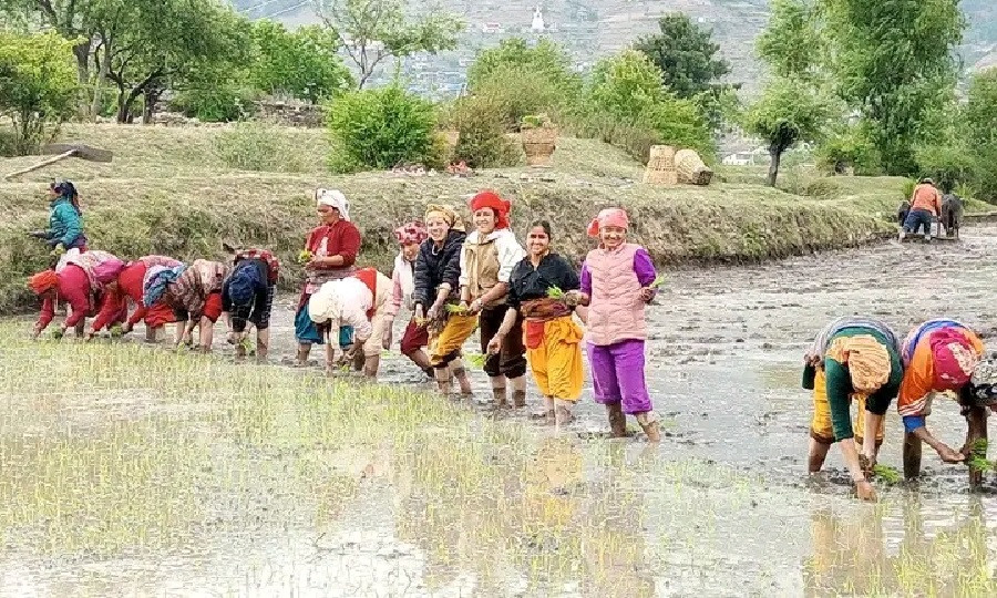 कर्णाली प्रदेशमा ९६ प्रतिशत धान रोपाइँ सकियाे