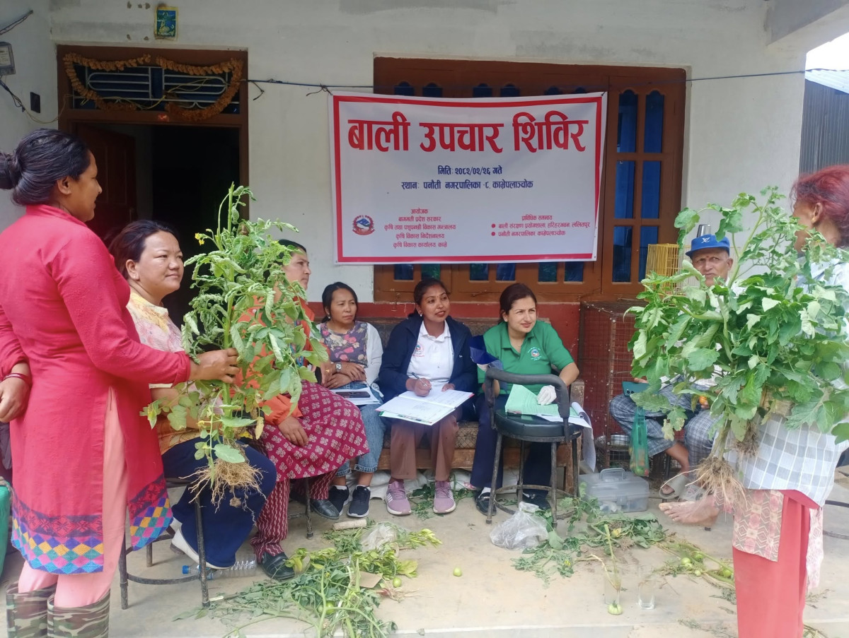 पनाैतीमा एक दिने बाली उपचार शिविर सम्पन्न
