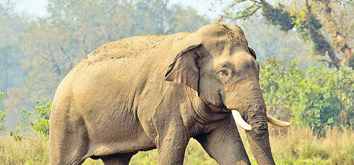 बढ्दै मानव–हात्ती द्वन्द्व : डेढ दशकमा ७२ जनाकाे मृत्यु, २५ हात्ती मरे