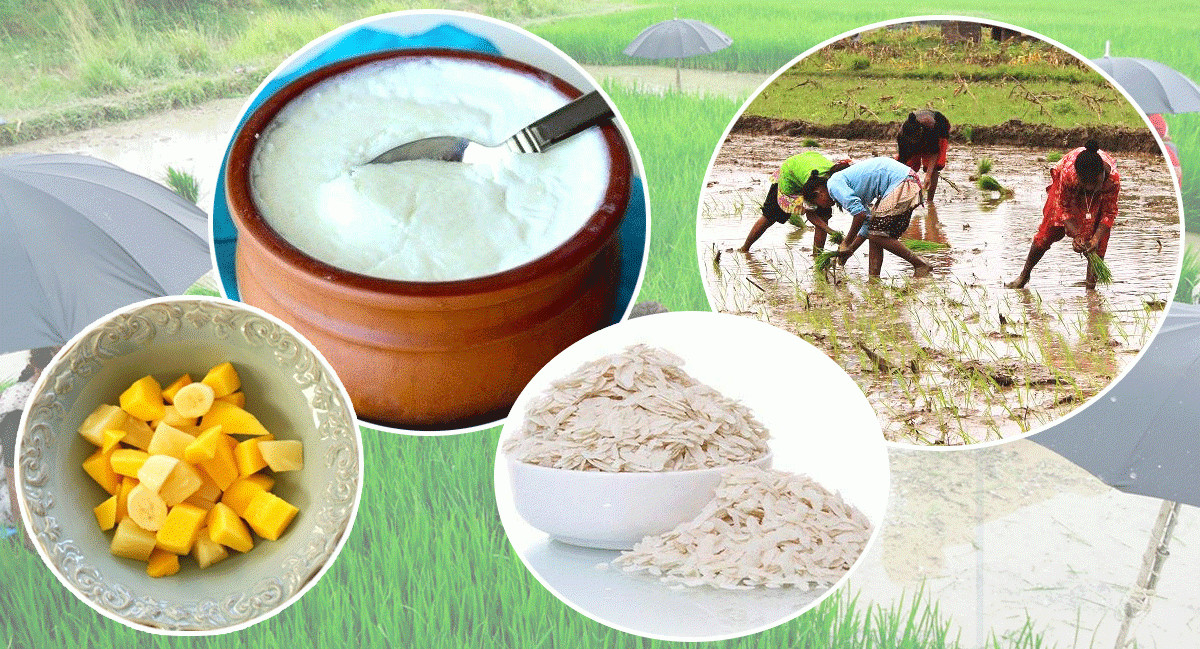 आज असार १५: राष्ट्रिय धान दिवस र दही चिउराको सांस्कृतिक पर्व मनाइँदै