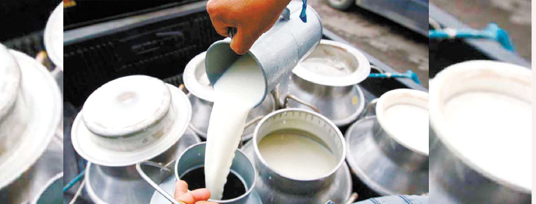 दूधमा आत्मनिर्भर काभ्रे : ७० प्रतिशत आपूर्ति अन्यत्र जिल्लामा, भुक्तानी नपाउँदा किसान निराश