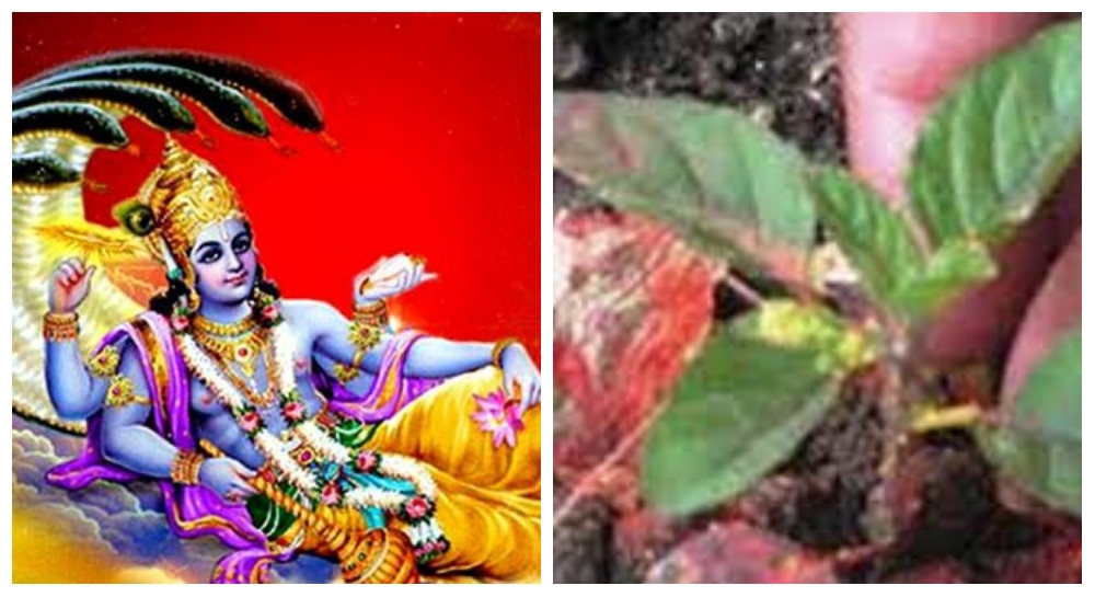 यस्ताे छ हरिशयनी एकादशी र चतुर्मास व्रतको महत्व
