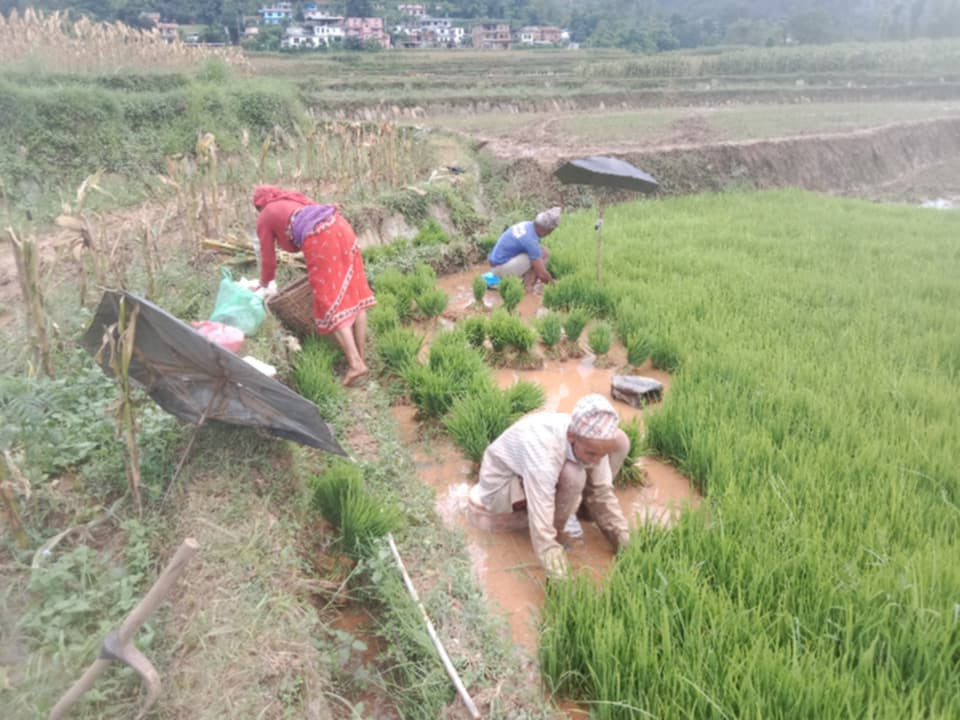 हालसम्म देशभर ४५ प्रतिशत धान राेपाईंः कुन प्रदेशमा कति ?