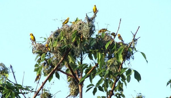 शुक्लाफाँटामा दुर्लभ सुनौलो तोपचराको सङ्ख्या घट्यो
