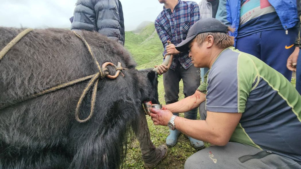 मुस्ताङकाे मार्चे लेकमा याक र चौँरीको रगत पिउने मेला सुरु