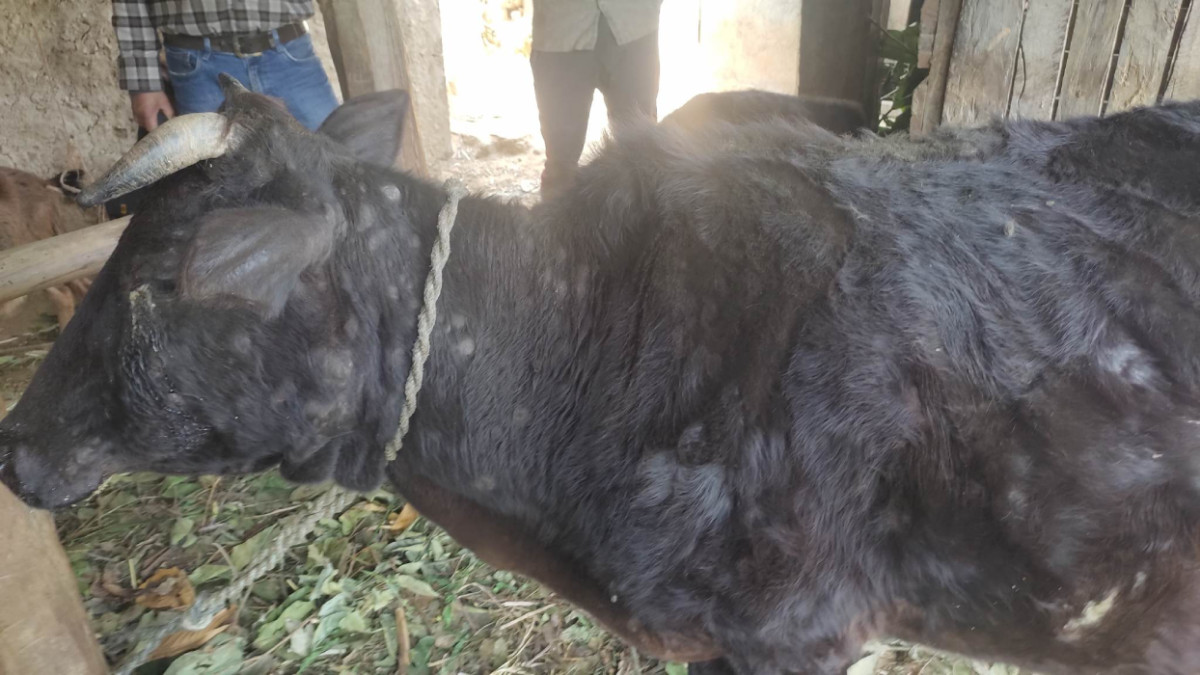 सुनसरीमा लम्पी स्किनको संक्रमण बढ्याे, ५३ पशु मरे