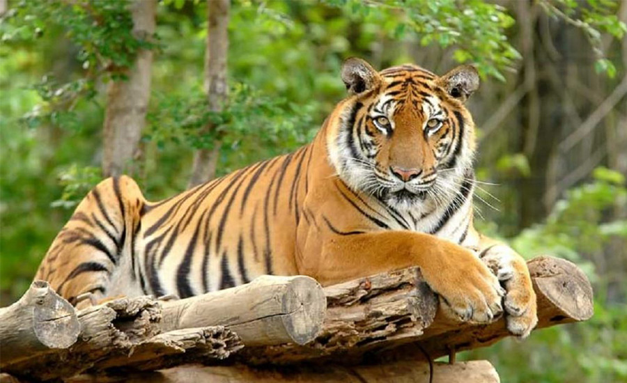 आज विश्व बाघ दिवसः नेपालमा बाघको सङ्ख्या ३५५, ‘धान्ने क्षमता’ चार सय