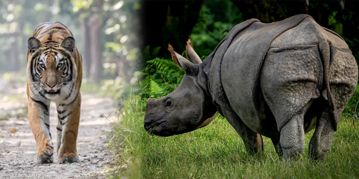 रोकिएको बाघ र गैँडा गणना मङ्सिरबाट शुरु गरिने