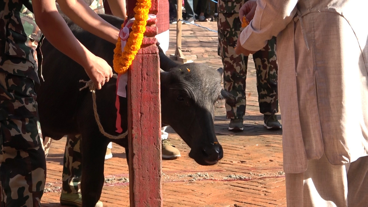 दशैँघर र कोत घरमा ५४ बोका र ५४ राँगाको दिइयो बली