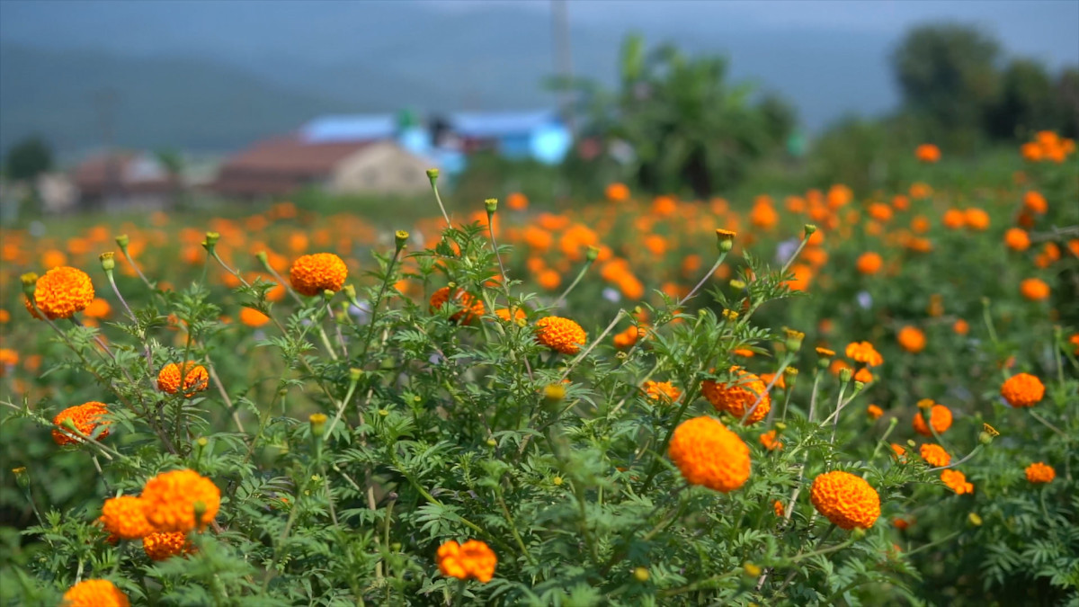 मखमली र सयपत्री फूलको माग तिब्र रुपमा बढ्दै, आयात गर्नु नपर्ने
