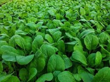 काठमाडौंमा उत्पादित रायो सागमा भेटियो ९९ प्रतिशत विषादी
