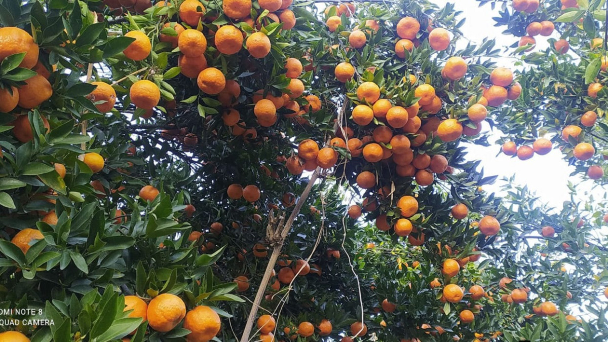 पर्वतको सुन्तला बजारमा चम्कियो, ३२ करोडको निर्यात