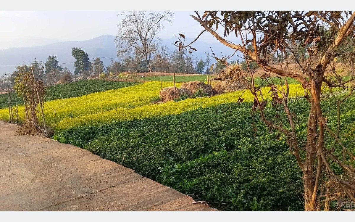 कोदारमा नगदेबालीतर्फ किसानको आकर्षण बढ्दो