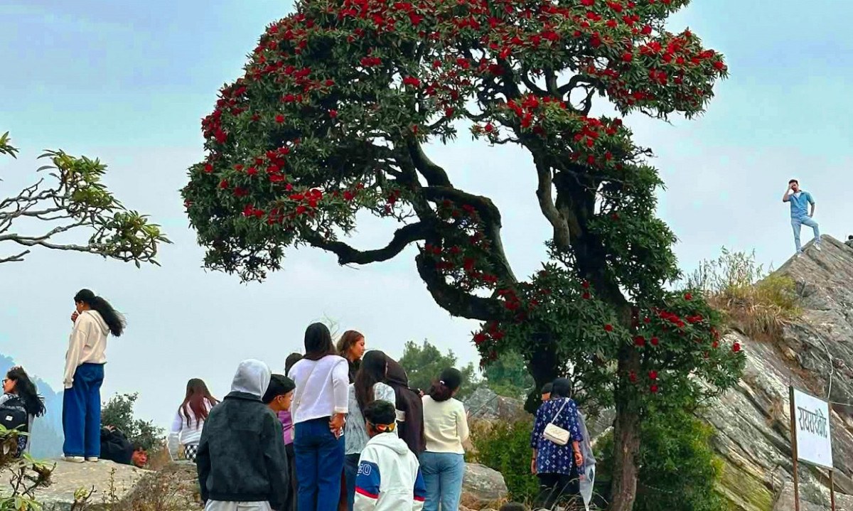 गुराँसले ढकमक्क रायराँयकोट, बढ्दै पर्यटकको आकर्षण