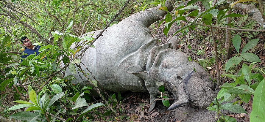 चालु आर्थिक वर्षमा १७ गैंडा मृत, कुल ५७ वन्यजन्तु गुमे