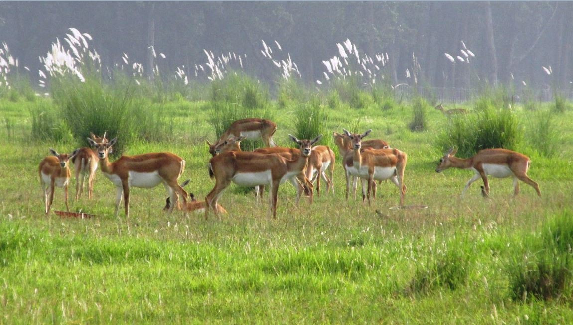 अठार वटा कृष्णसार स्थानान्तरण गरिने