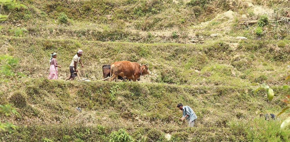 सिँचाइ दिवस : बाँझो छ अझै कृषि योग्य जमिन