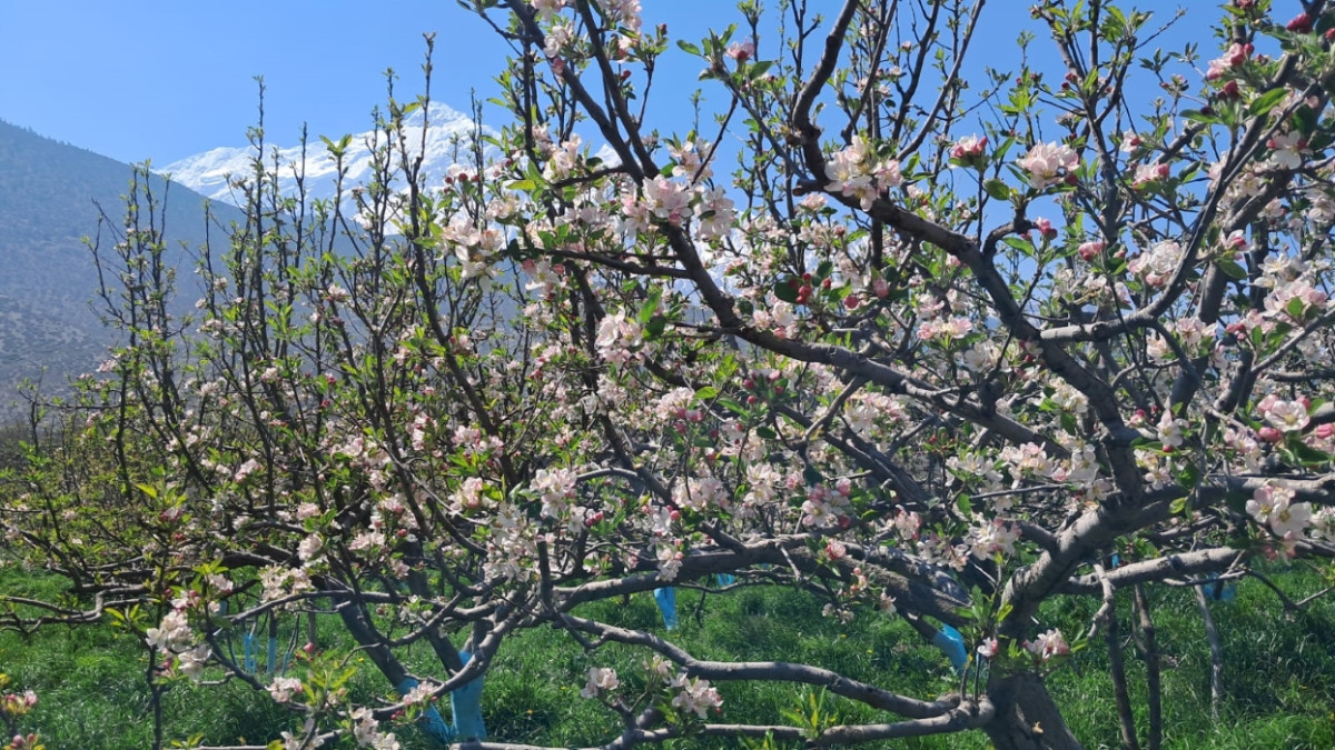 काठमाडौँका सडकमा पोखिएको वसन्तको मधुर सपना