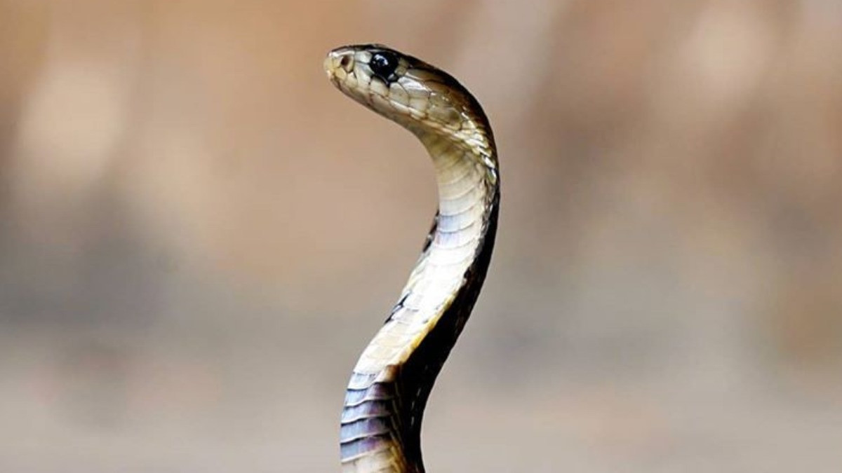 गर्मी बढेसँगै बाँकेमा देखिन थाले विषालु सर्प