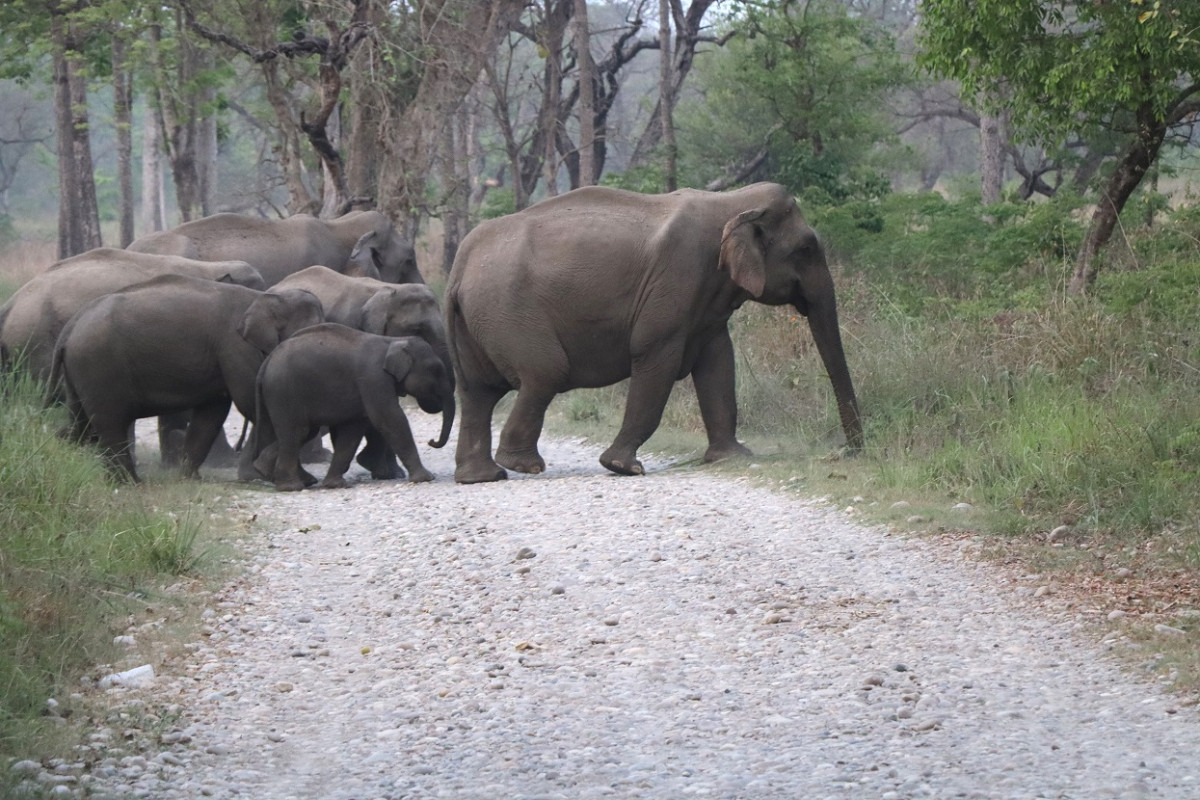 झापाको बुद्धशान्ति र मेचीनगरमा हात्ती र चितुवाको त्रास