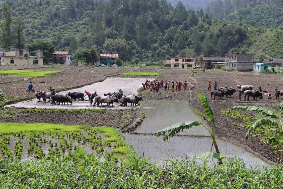 बाँकेमा रोपाइँ गर्न आकाशे पानीको भर