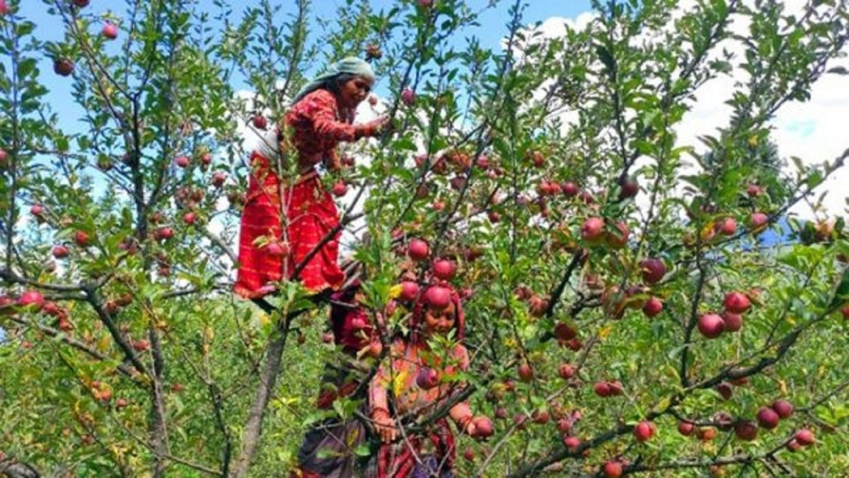 गण्डकीमा एक हजार १८० रोपनीमा फलफूलखेती विस्तार