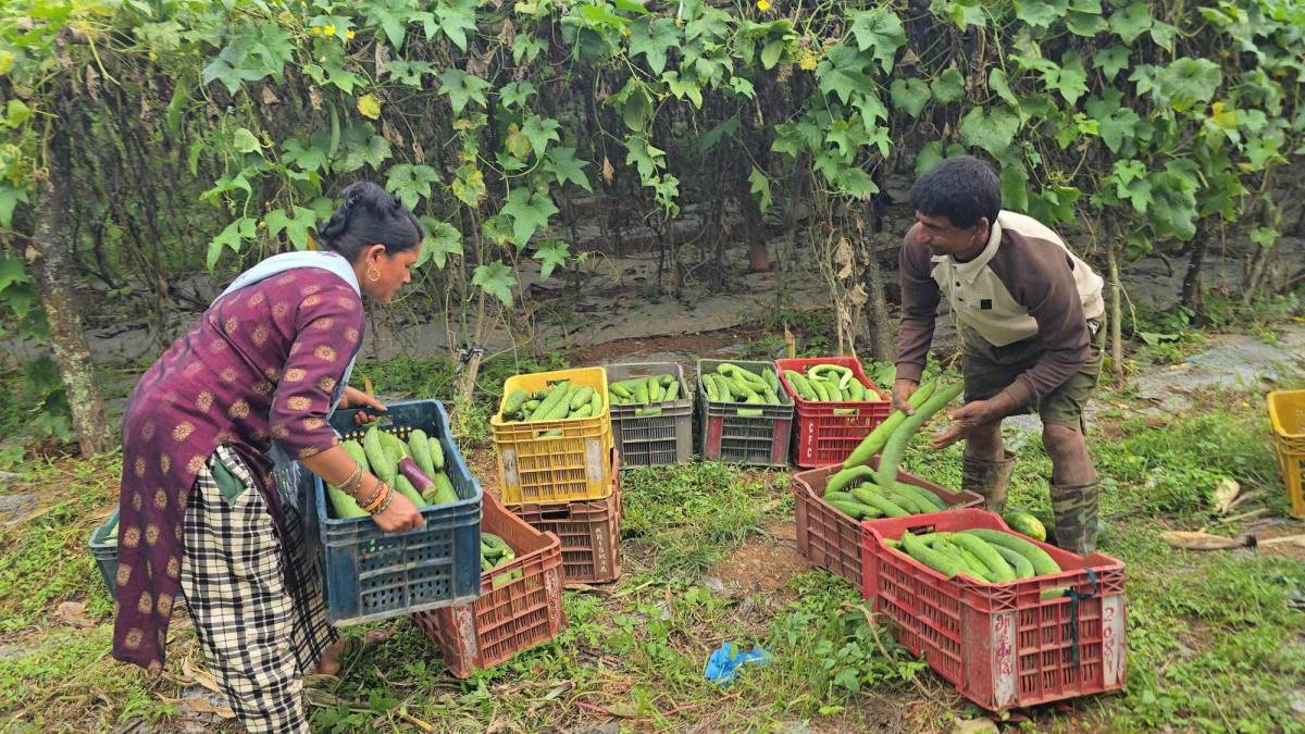 ओखलढुंगाकाे ज्यामिरेका खड्का दम्पत्ति कृषि क्षेत्रप्रति आकर्षित