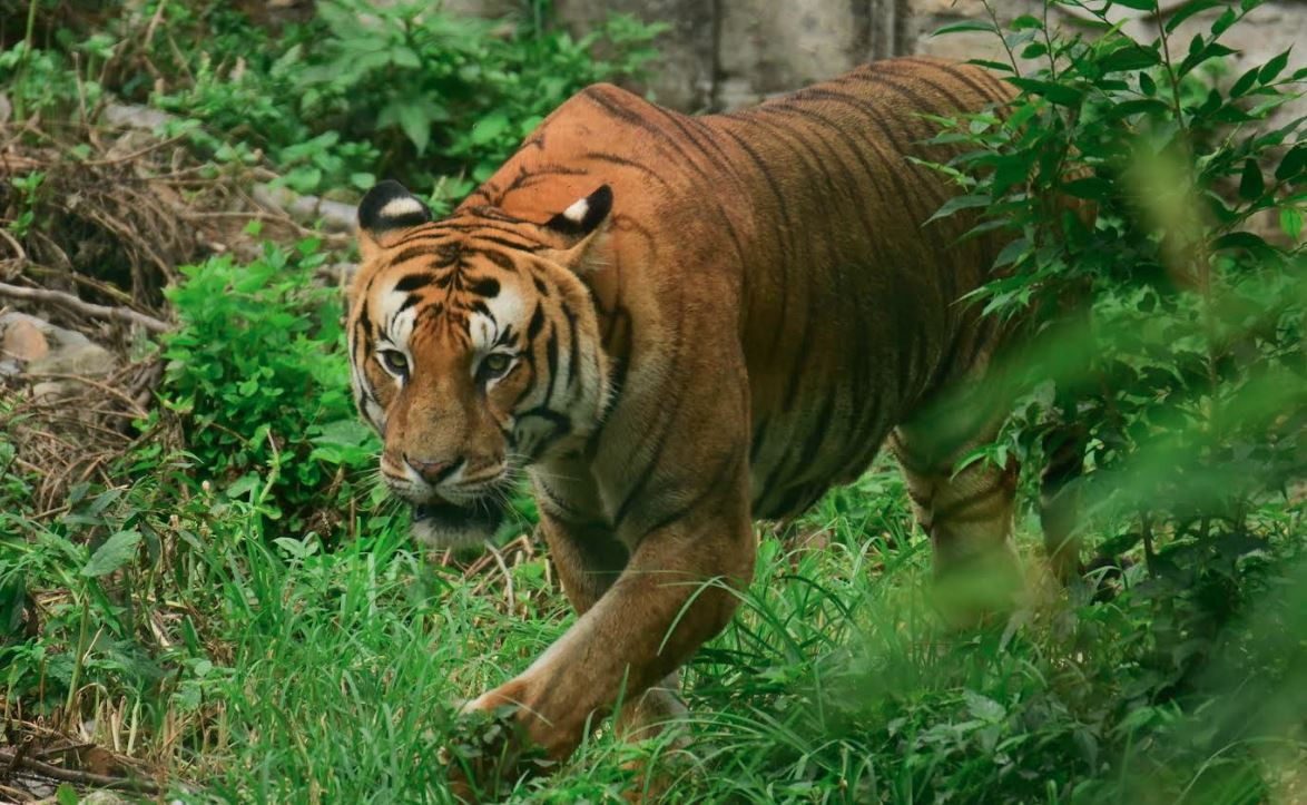 नदी तटीय क्षेत्रमा बाघको सङ्ख्या धेरै