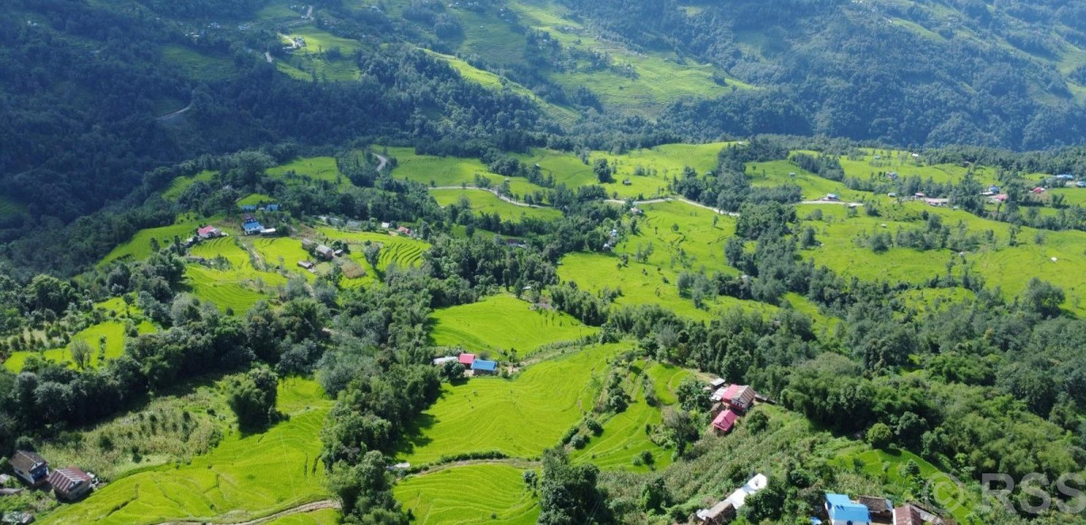 भोजपुरमा ९६ प्रतिशत रोपाइँ सम्पन्न