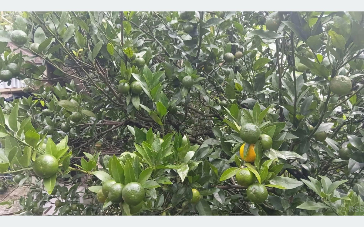 सुन्तलाको बगानमा रोगको प्रकोप बढेपछि भोजपुरका किसान चिन्तित