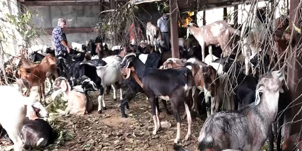 चितवनमा ३० करोडभन्दा बढी खसीको व्यापार