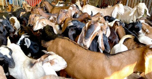 दसैँको बजारमा खसीबोकाको बिक्री सुस्त, व्यापारीको अपेक्षा प्रभावित