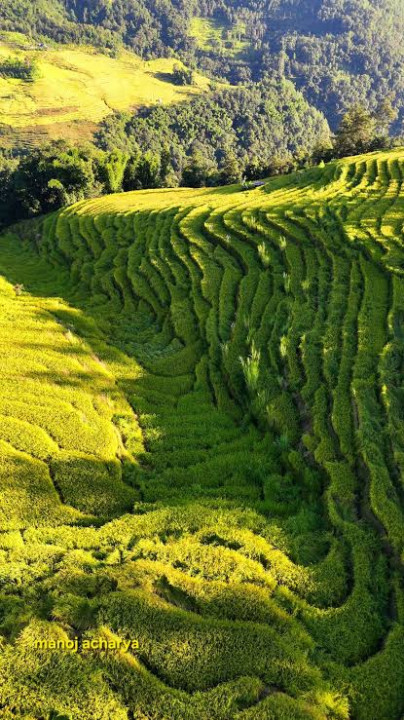 खुलेको हिमाल र पहेँलपुर धानखेतले लोभ्यायो मन